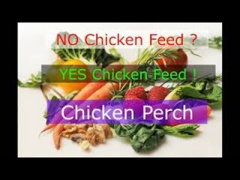 닭들이 먹으면 안되는 것과 좋아하는 것 / 횃대 / Chicken Shouldn'T Eat 5 Foods & Like 5 Foods  (Vlog 6) - Youtube