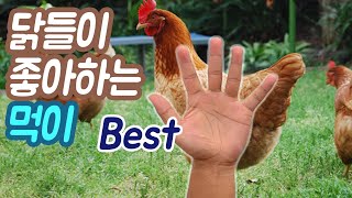 Top 4 Favored Chicken Feeds - Youtube