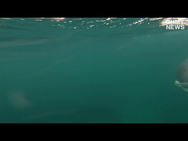 포착] 죽은 새끼 돌보는 어미 제주 남방큰돌고래 - Youtube