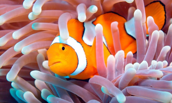 How Many Days Can Clownfish Go Without Food: Surprising Insights