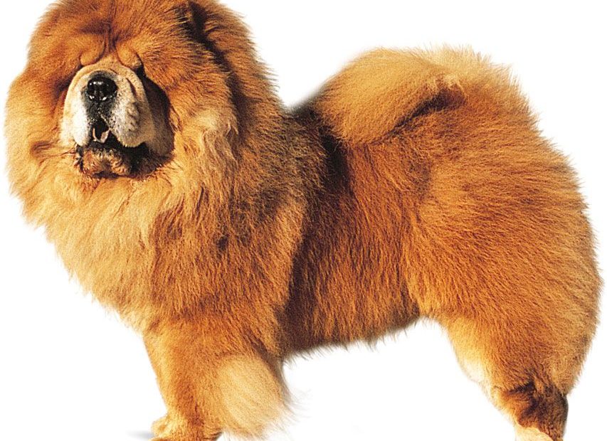 Chow Chow | Dog Breed, Description, Temperament, & Facts | Britannica