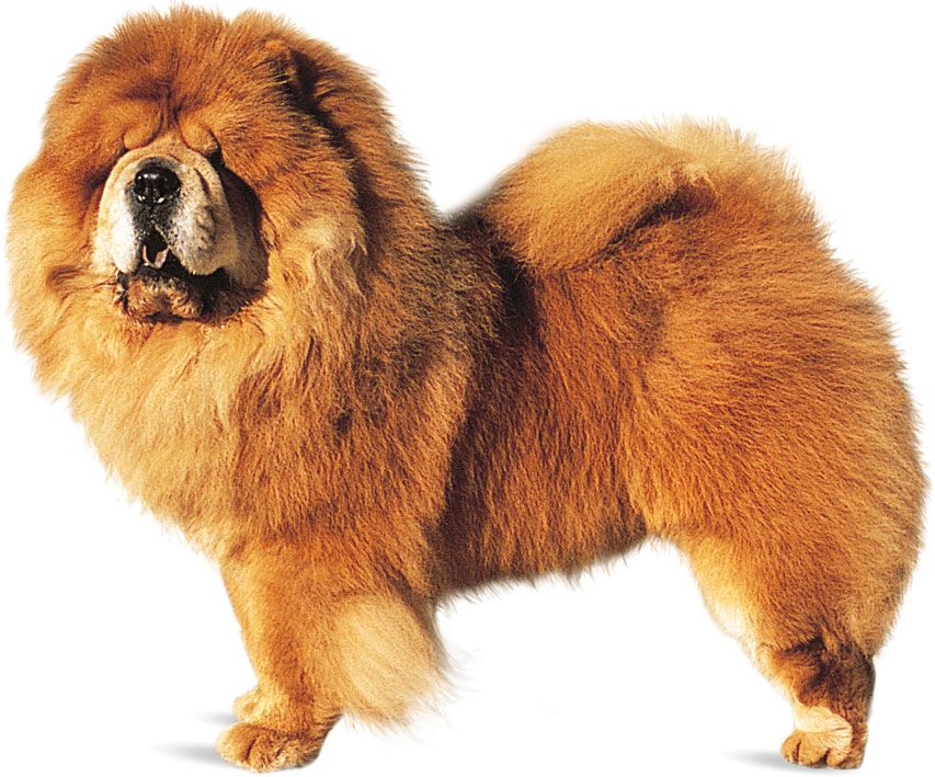 Chow Chow | Dog Breed, Description, Temperament, & Facts | Britannica