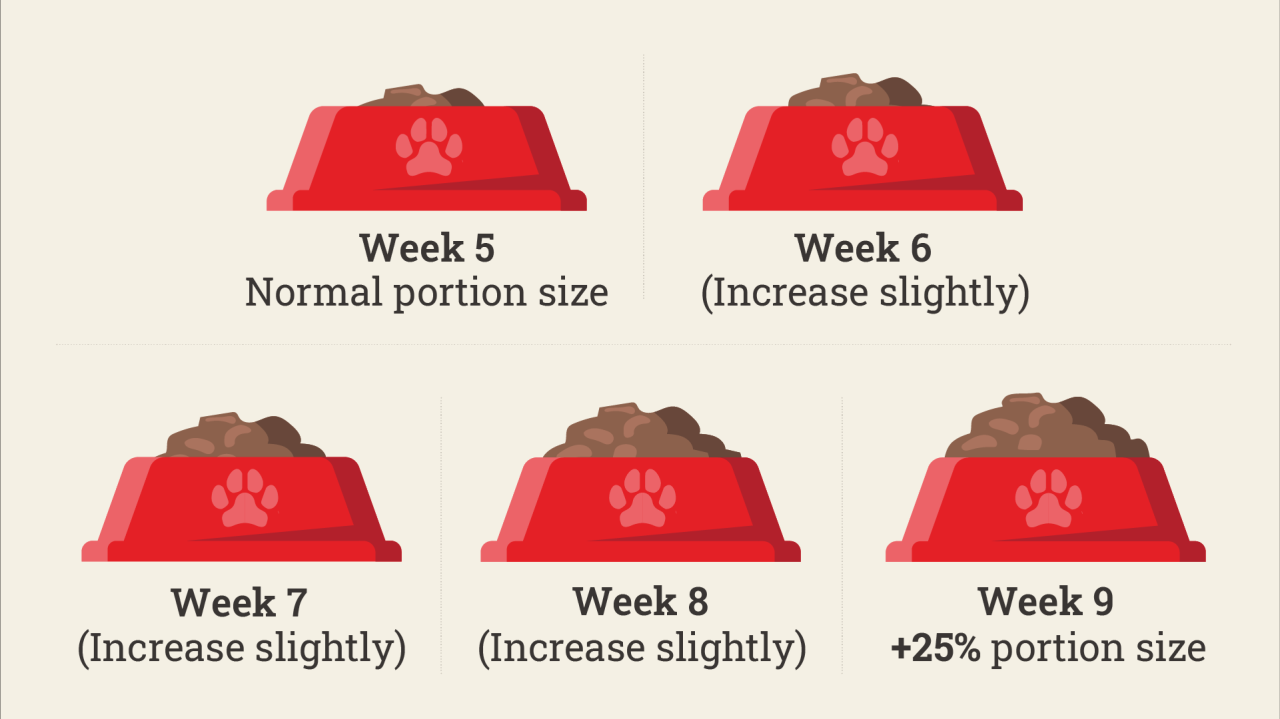 what-to-do-when-your-pregnant-dog-refuses-to-eat