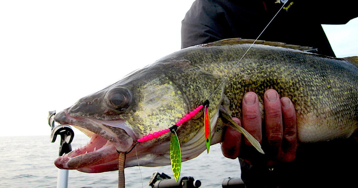 What Fish Can You Catch With Spinners A Guide To Successful Angling