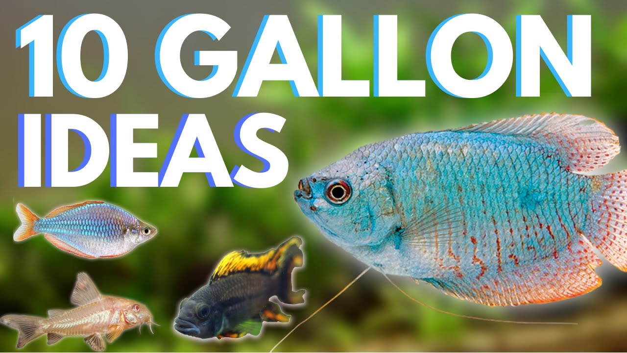 Top 10 Fish For A 10 Gallon Aquarium - Youtube