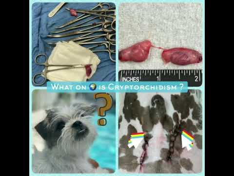 Retained Testicles & Cryptorchid Treatment in Dogs