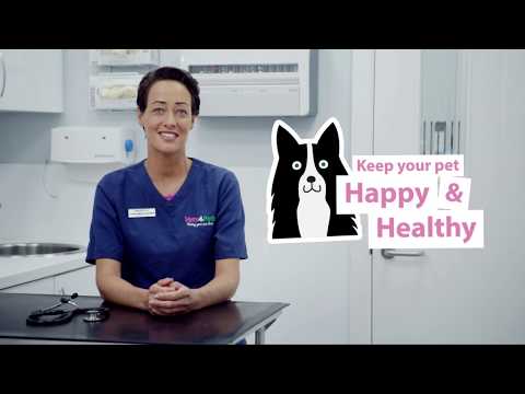 How To Spot and Treat Kennel Cough In Dogs | Vets4Pets