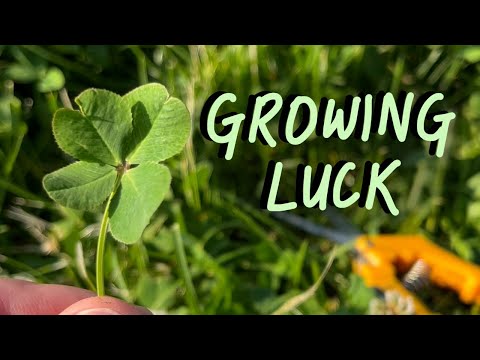 Can I Grow Luck? 4 Leaf Clover Propagation
