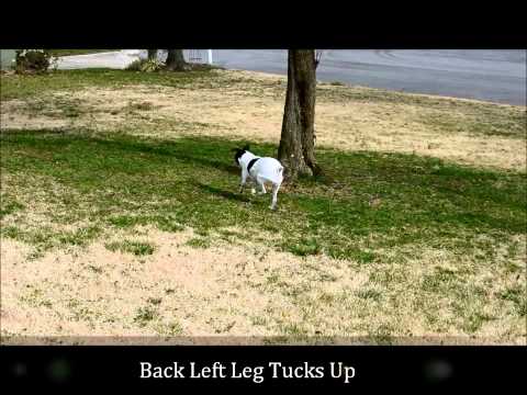 Luxating Patella Jack Russell Terrier