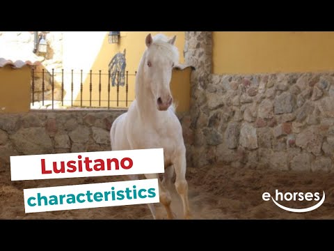 Lusitano-paard | kenmerken, herkomst & disciplines